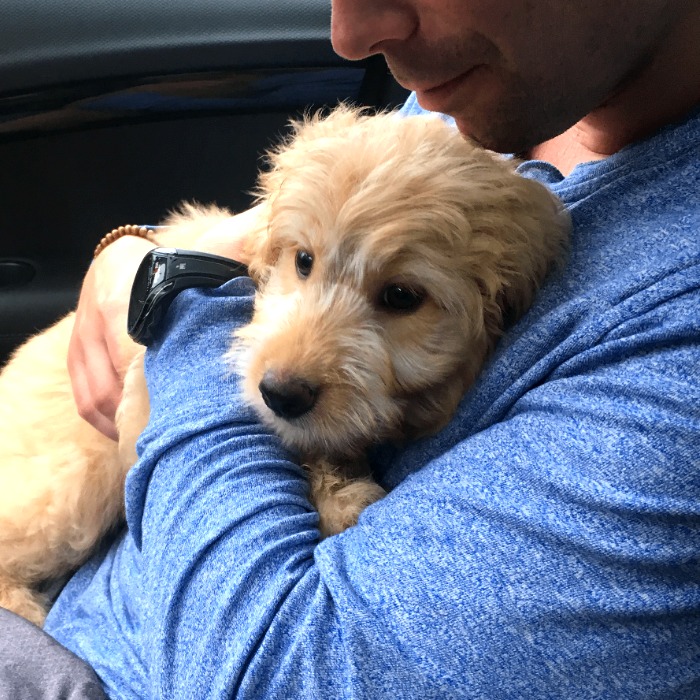 Bella the goldendoodle puppy held by Mark, hosts of More Dog Talk